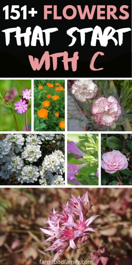 151+ Flowers, Plants That Start With C (With Pictures and Facts)