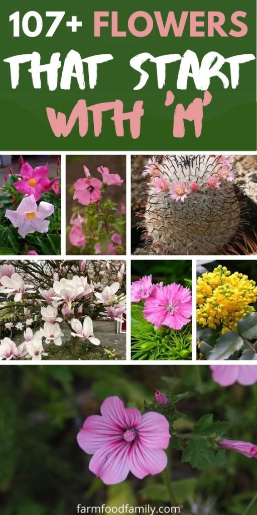 107+ Flowers That Start With 'M' (With Pictures and Facts)