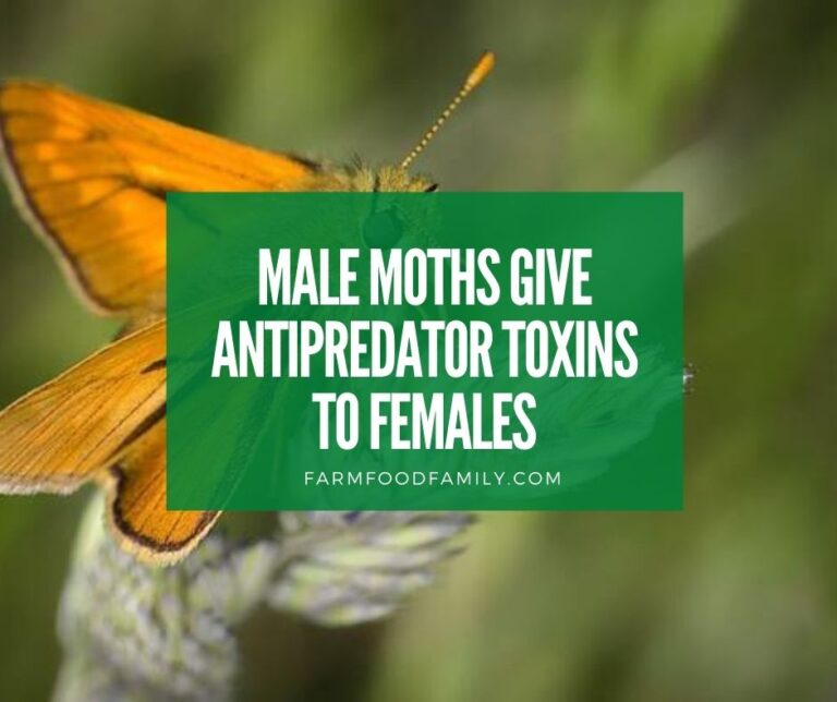 Male Moths Give Antipredator Toxins to Females
