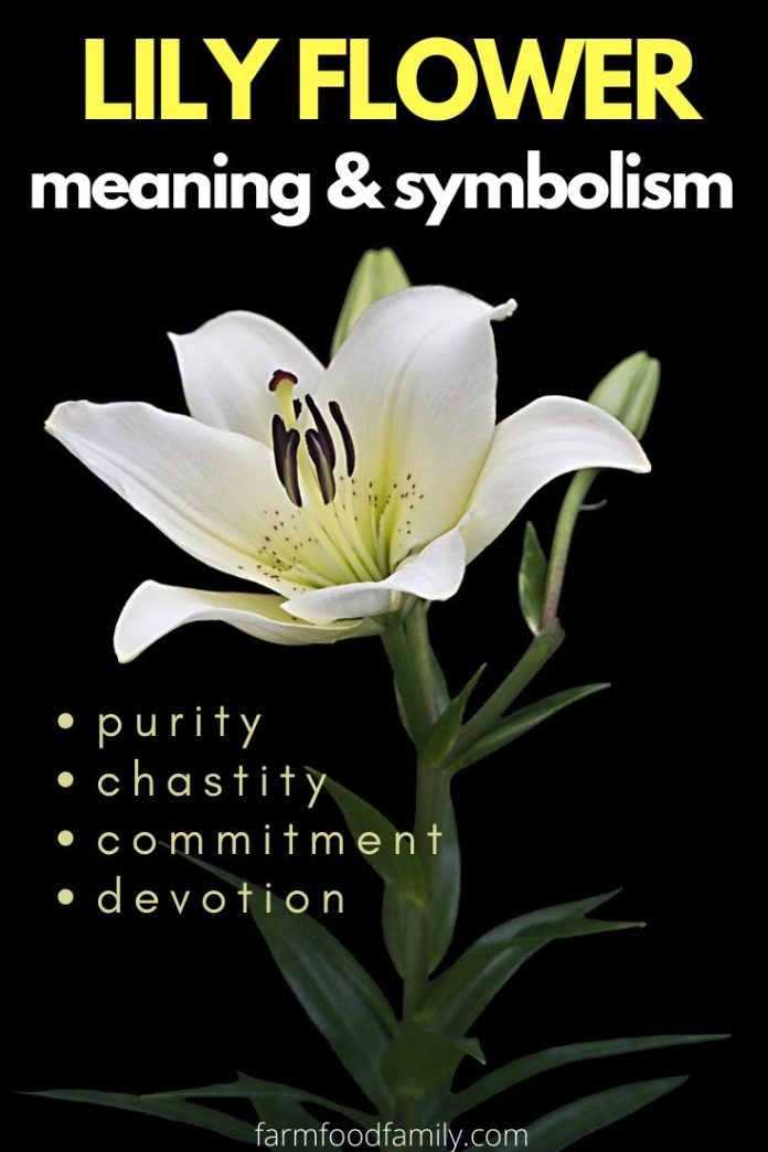 🌺 Lily Flower Meaning, Symbolism - A Symbol Of Femininity, Motherhood