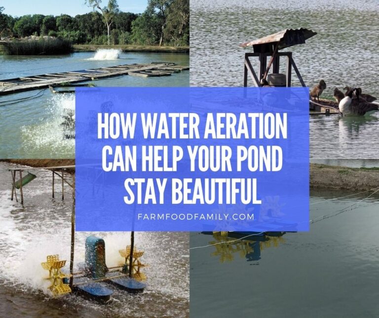 How Water Aeration Can Help Your Pond Stay Beautiful