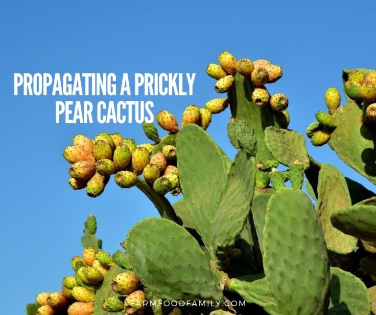 Propagating a Prickly Pear Cactus