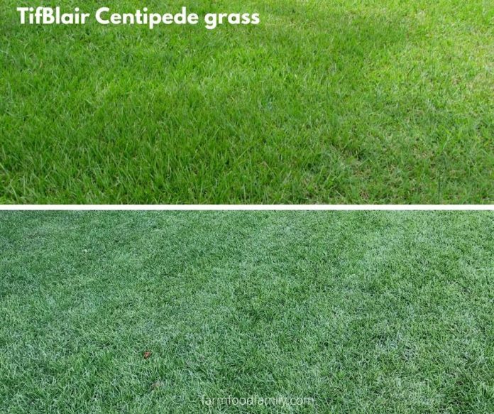 Centipede Grass Types, Growing, Care Guide, Problems, Diseases