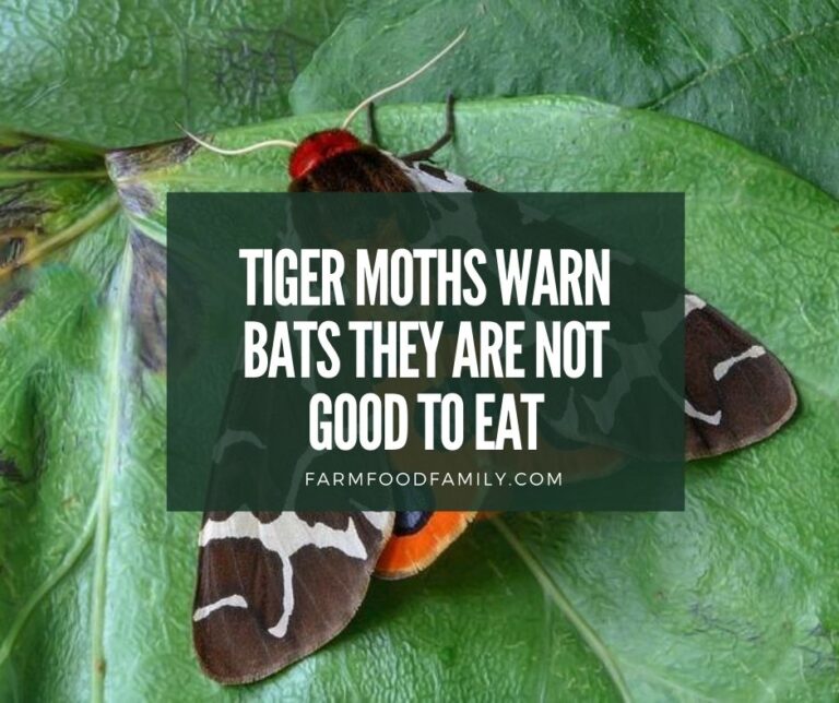 Tiger Moths Warn Bats They are Not Good to Eat