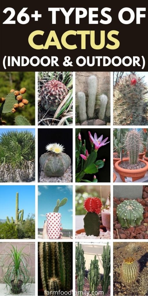 26 Types Of Cactus For Your Garden (With Pictures) Indoor, Outdoor