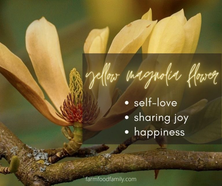 Magnolia Flower Meaning, Symbolism 🌸 A Symbol Of Femininity, Love