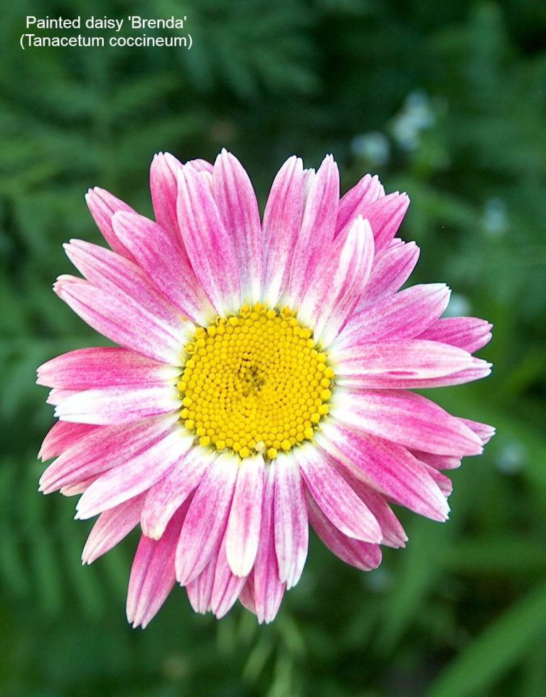 25+ Popular Types Of Daisies With Names, Facts, and Photos