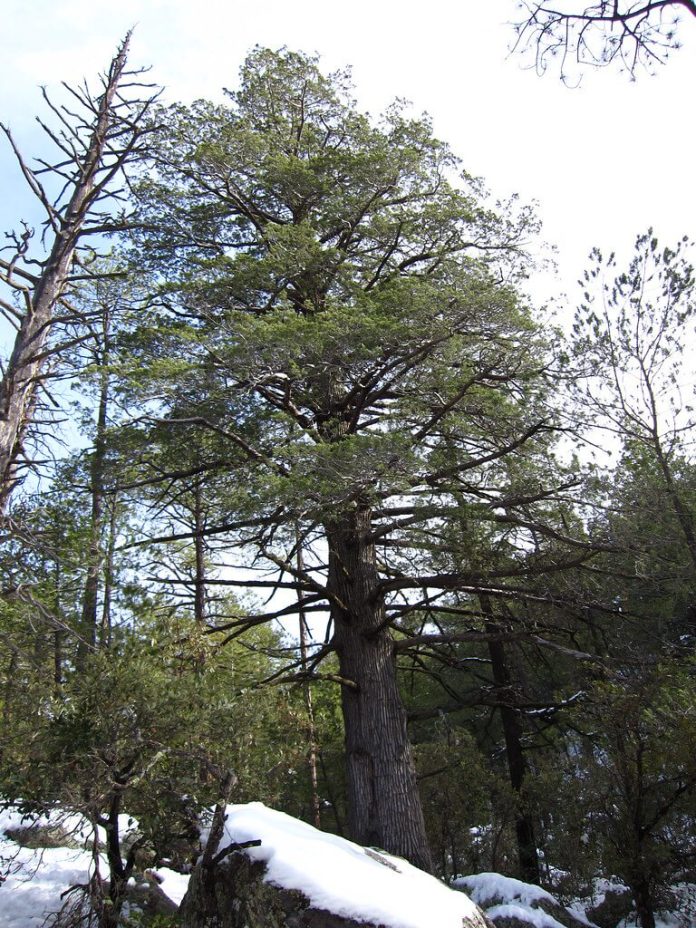 23+ Different Types Of Christmas Trees (With Pictures & Advantages)