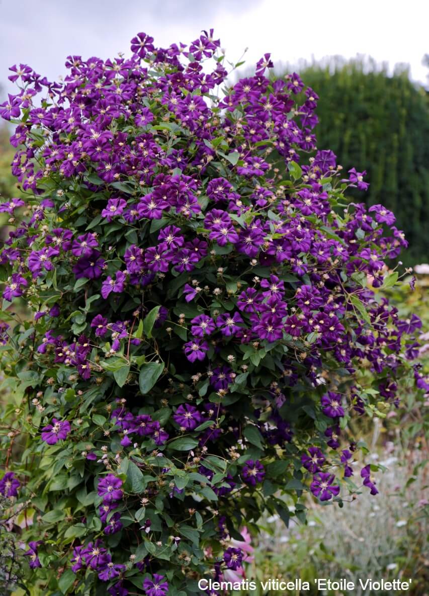 Clematis viticella &lsquo;Etoile Violette&rsquo;