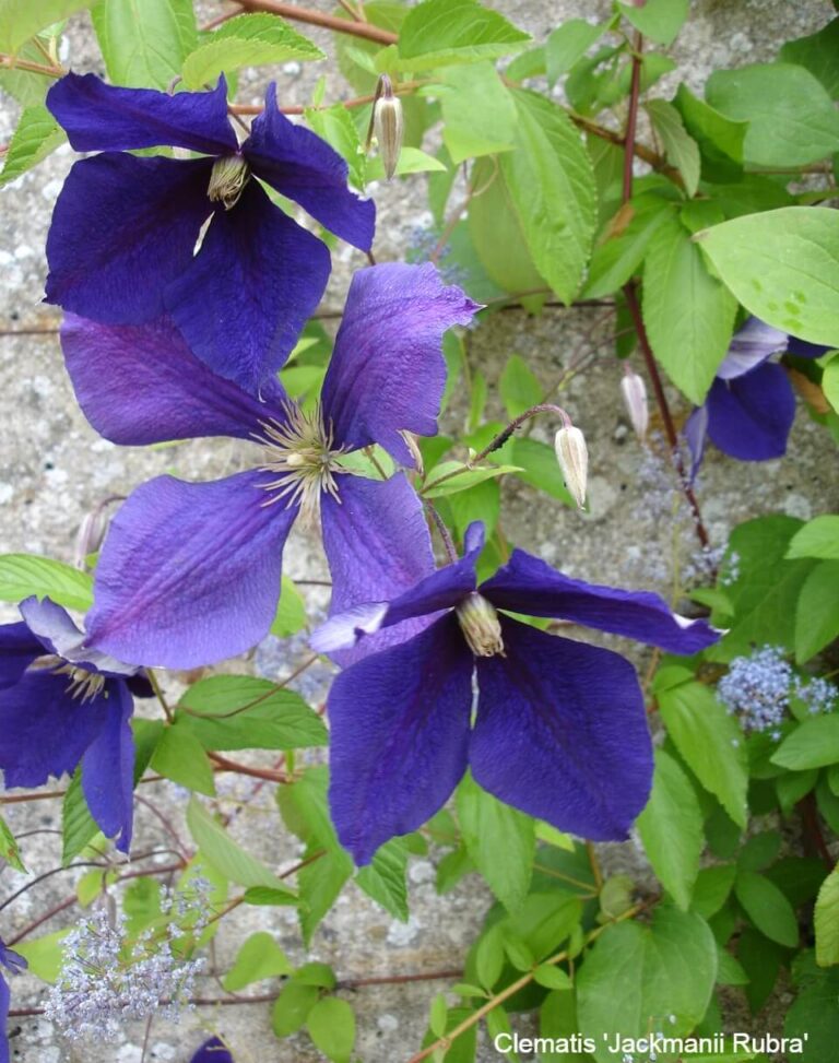 Clematis: 30 Varieties Of Clematis, Growing and Care For Leather Flower