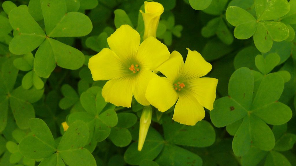32+ Beautiful Yellow Flowers With Names and Pictures (Varieties, Meaning)