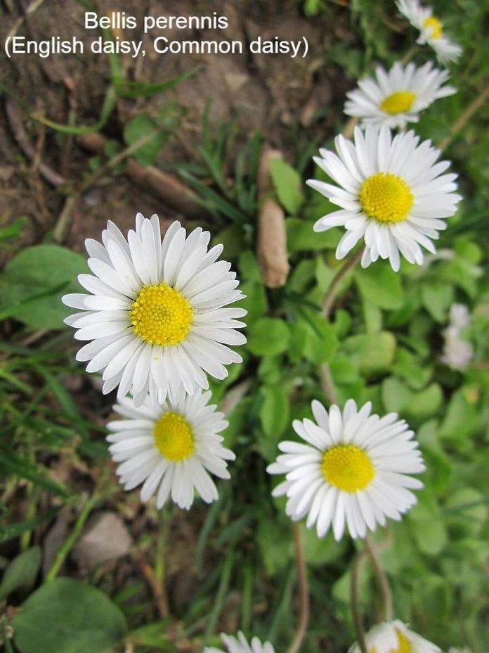 25+ Popular Types Of Daisies With Names, Facts, and Photos