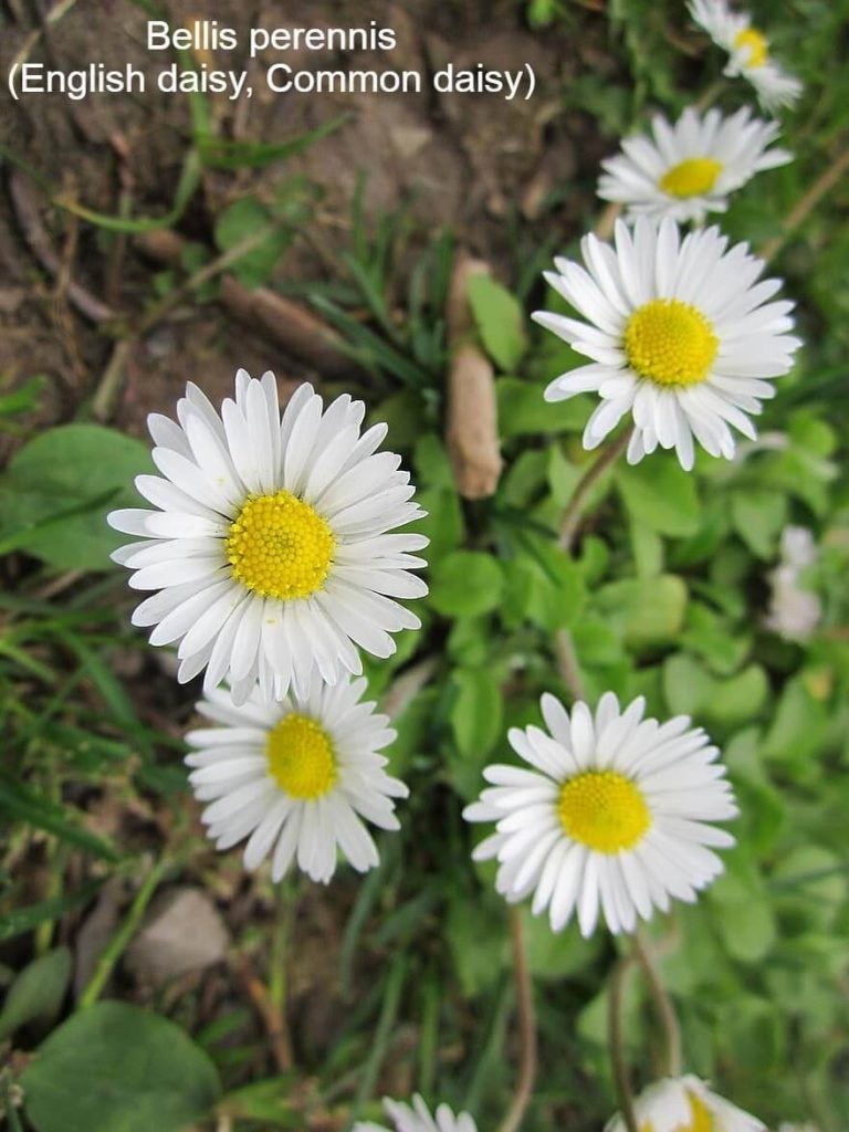 25+ Popular Types Of Daisies With Names, Facts, and Photos