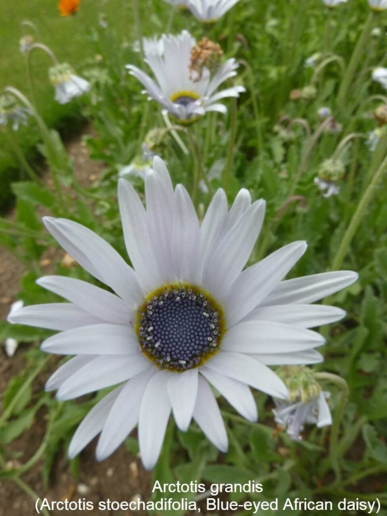 25+ Popular Types Of Daisies With Names, Facts, and Photos