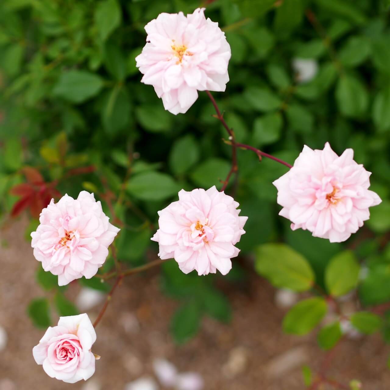 Rosa &lsquo;Cecile Brunner&rsquo;
