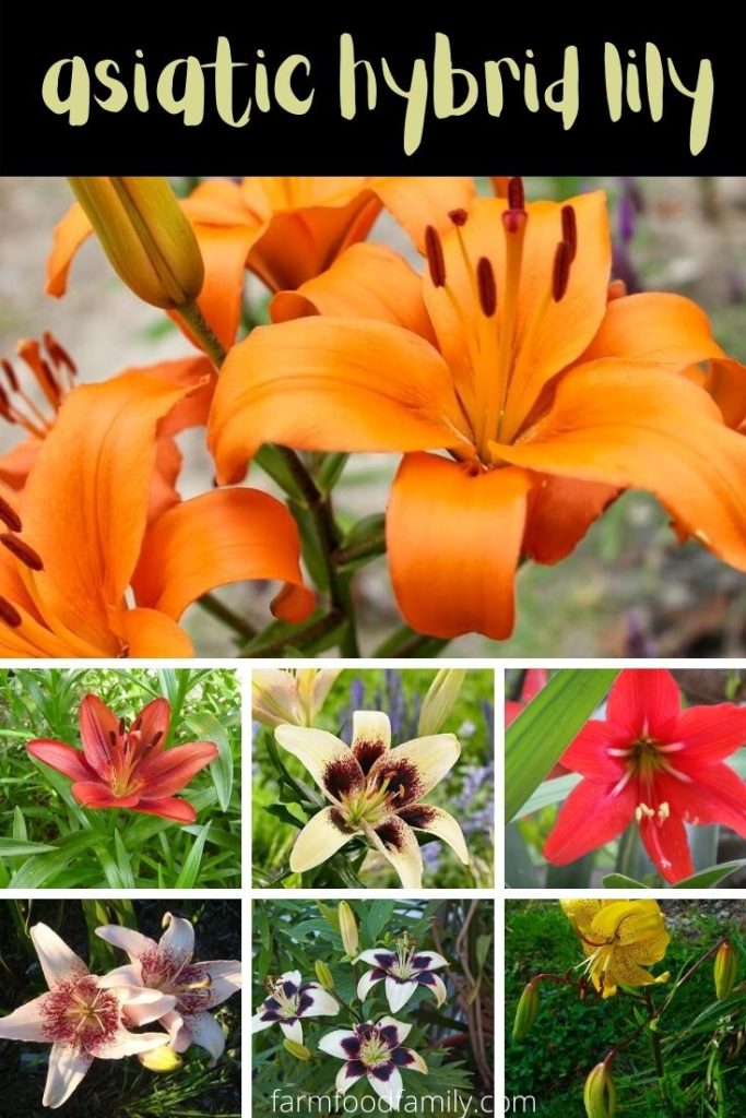 46+ Different Types Of Lilies With Names, Facts & Pictures