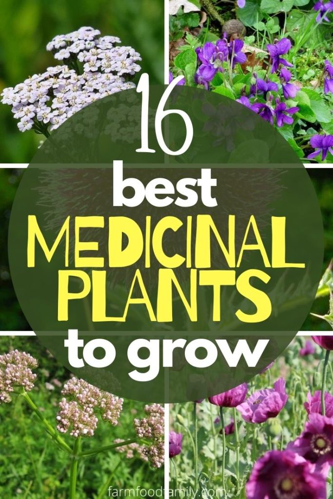 16+ Best Medicinal Plants And Their Uses (With Names and Pictures)