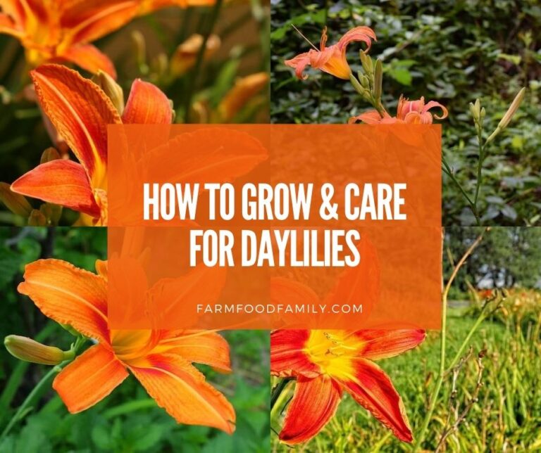 Daylilies: All You Need To Know About Daylily (Blooming Time, Growing, Caring)