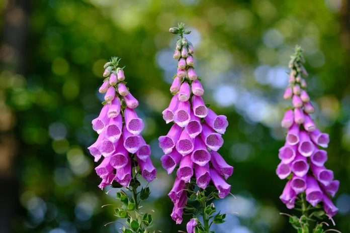 16+ Best Medicinal Plants And Their Uses (With Names and Pictures)