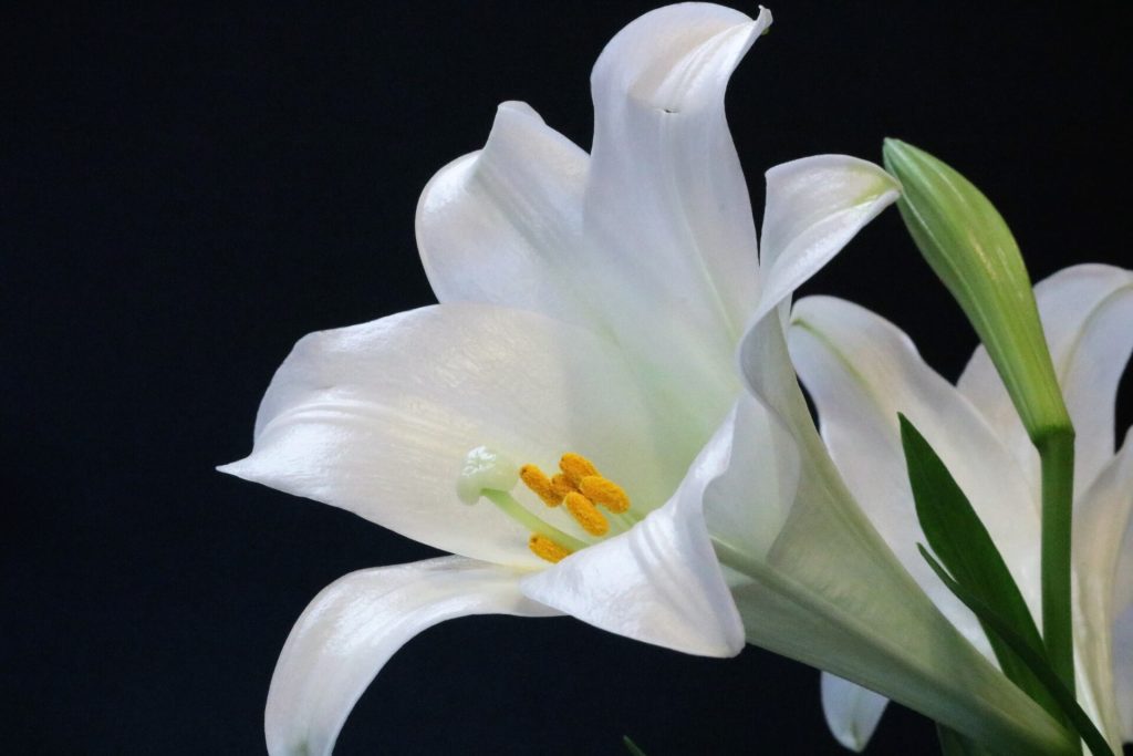 Easter Lily Meaning & Symbolism Of Lilium Longiflorum