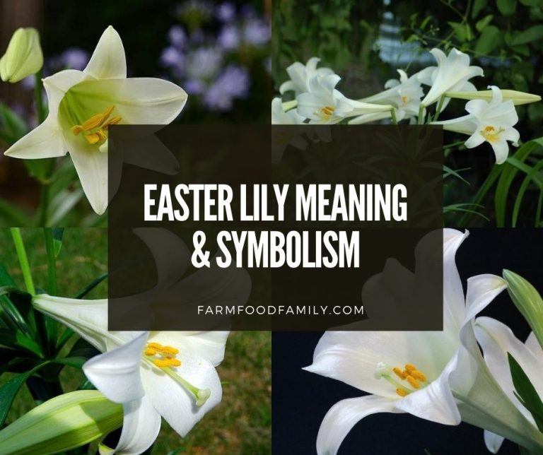 Easter Lily Meaning & Symbolism Of Lilium Longiflorum