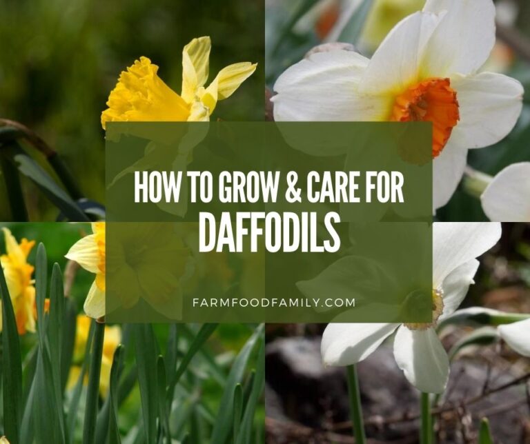 Types of Daffodil Flowers: How To Grow, and Care For Narcissus Bulbs