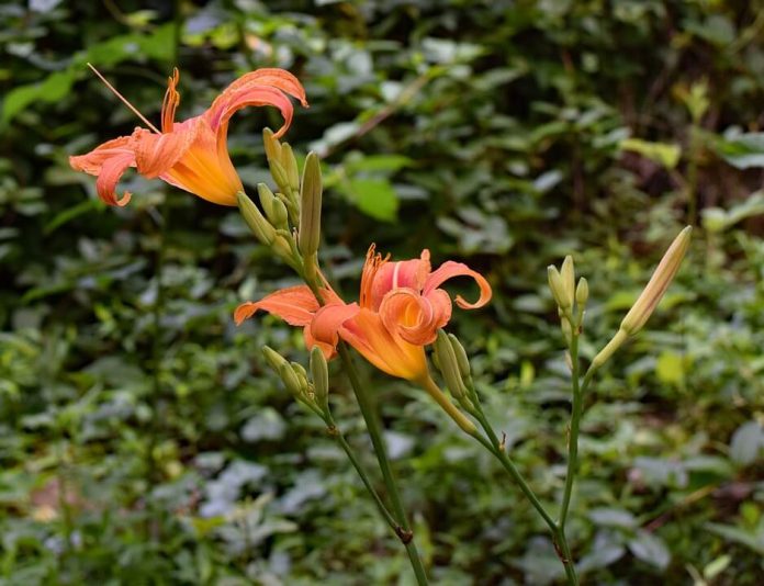 Daylilies Varieties, Meaning, Blooming Time, Growing, and Care