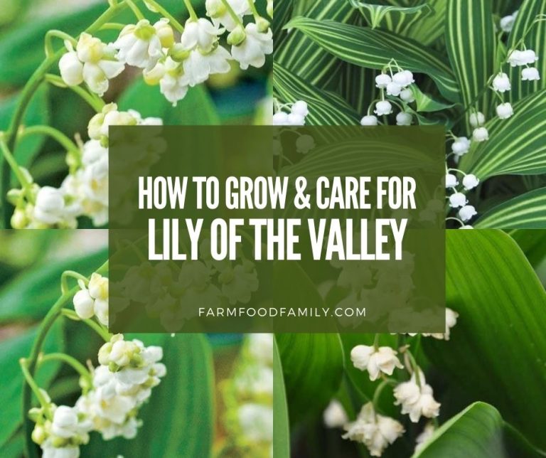 Lily Of The Valley (Convallaria Majalis): Meaning, Symbolism, Poisonous, Care Guide