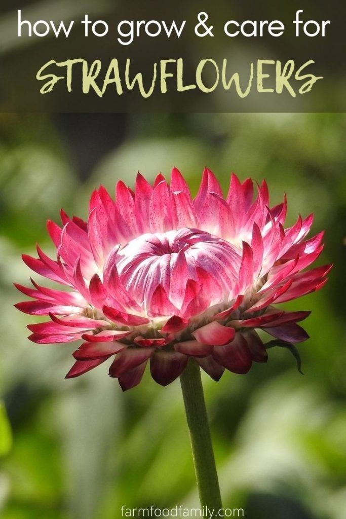 Strawflowers How To Grow and Care For Xerochrysum Bracteatum