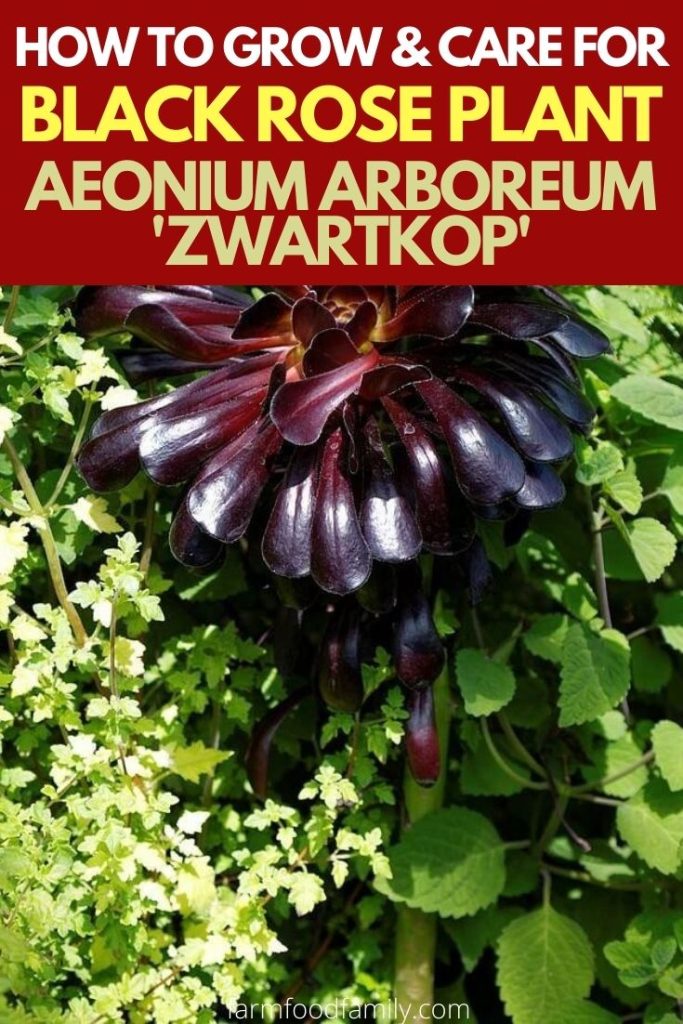 Black Rose Plant Aeonium arboreum 'Zwartkop' How To Plant & Care
