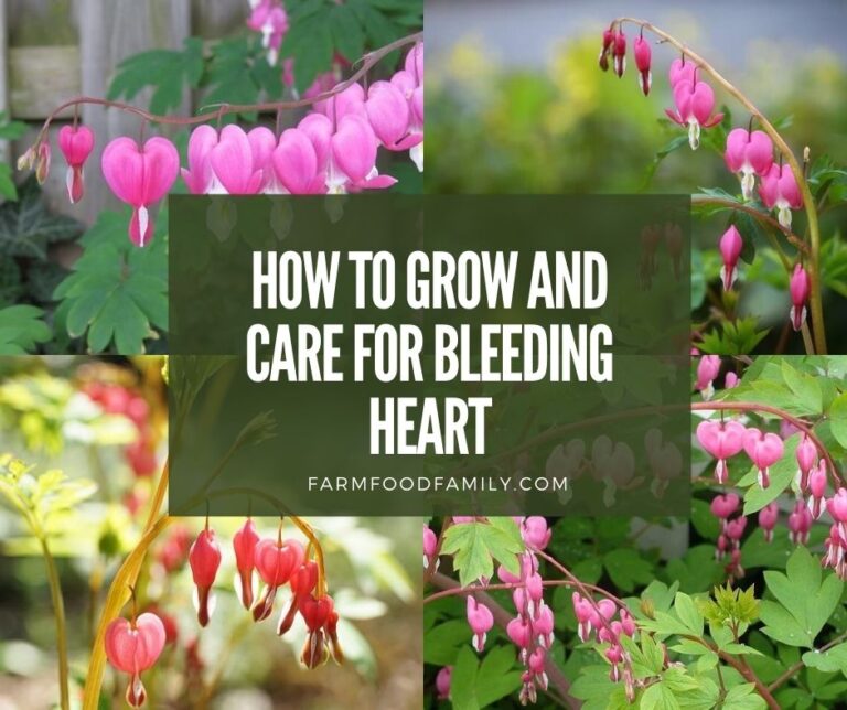 Bleeding Heart Flower – Plant Profile, How To Grow and Care For Lamprocapnos spectabilis