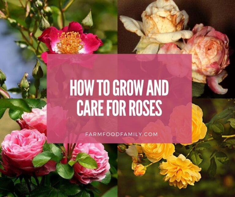 How To Propagate, Grow, and Care for Roses: A Beginner’s Guide