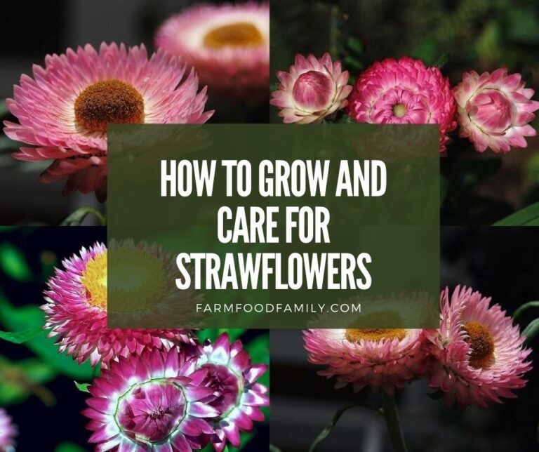 Strawflowers: Plant Profile, How To Grow and Care For Xerochrysum bracteatum