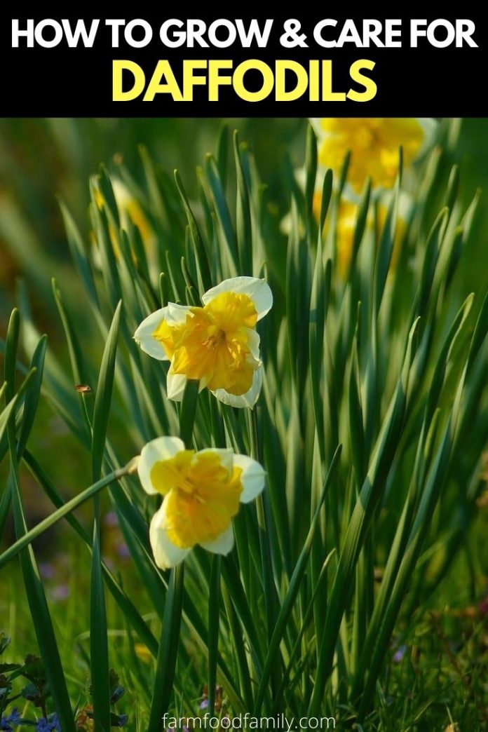 Types of Daffodil Flowers How To Grow, and Care For Narcissus Bulbs