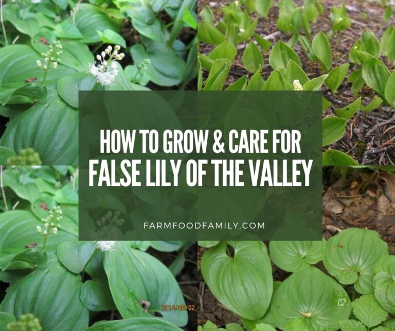 False Lily of the Valley: Shade-Loving Groundcover for Beside the Pond or Water Garden
