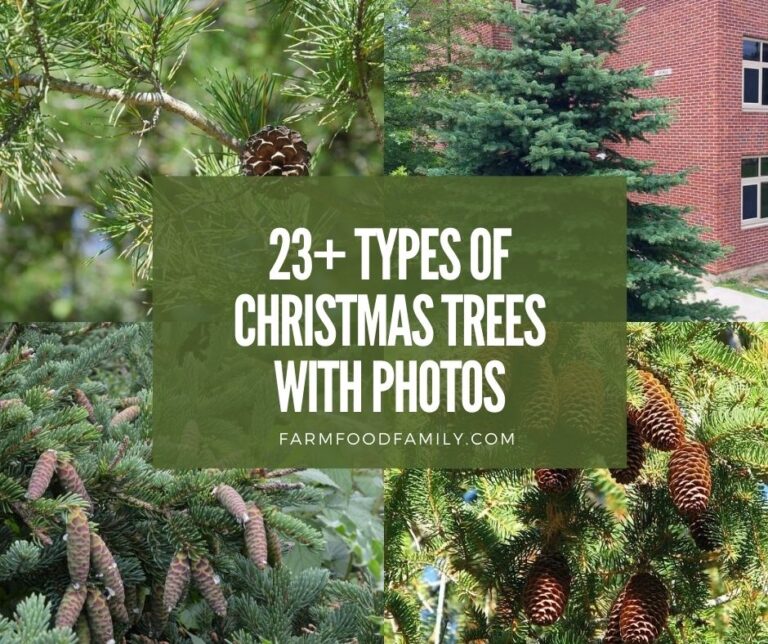 23+ Different Types Of Christmas Trees With Pictures