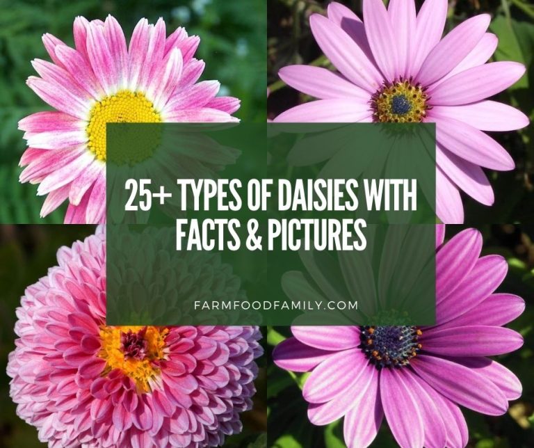 25+ Popular Types Of Daisies With Names, Facts, and Photos