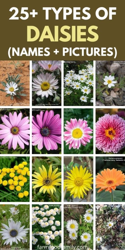 25+ Popular Types Of Daisies With Names, Facts, and Photos