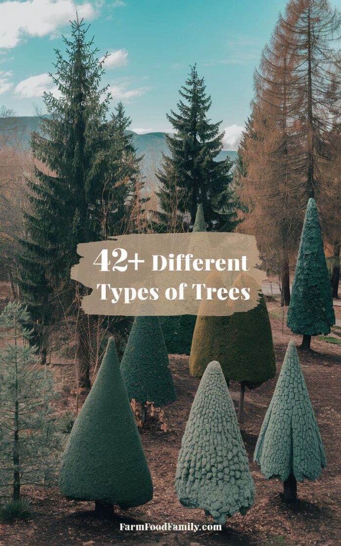42+ Common Types Of Trees With Names, Facts, and Pictures