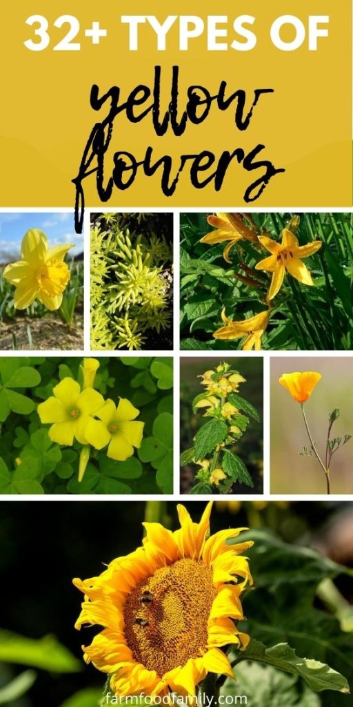 32+ Beautiful Yellow Flowers With Names and Pictures (Varieties, Meaning)