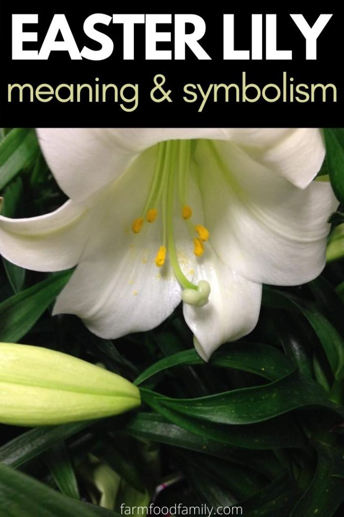 Easter Lily Meaning & Symbolism Of Lilium Longiflorum