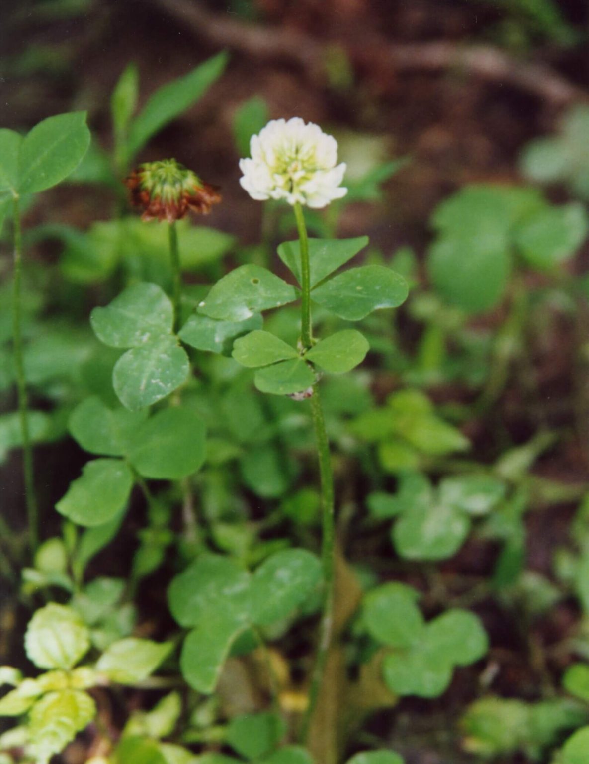 51+ Different Types Of Clovers With Names, Facts and Pictures