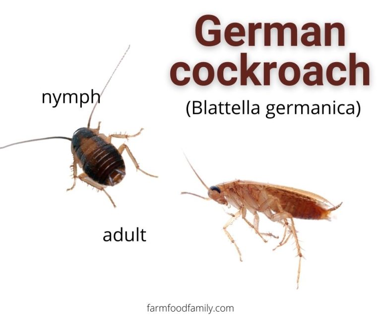 5 Types Of Cockroaches in Massachusetts Identification and Removal