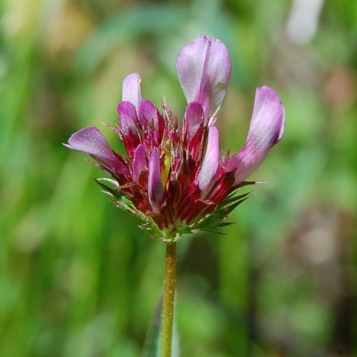 51+ Different Types Of Clovers With Names, Facts and Pictures