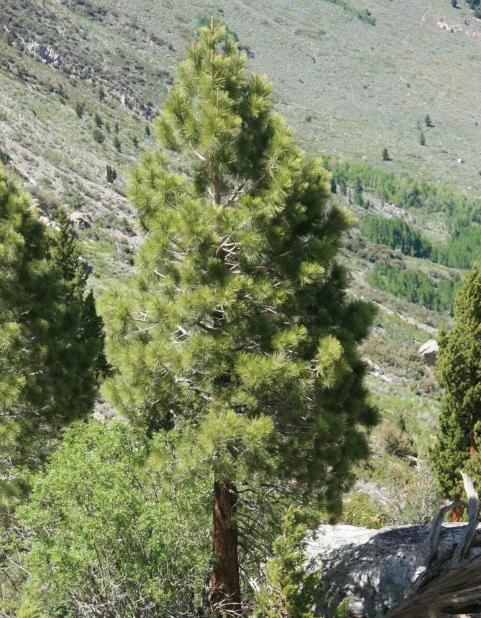 60+ Different Types Of Pine Trees (With Names and Pictures)