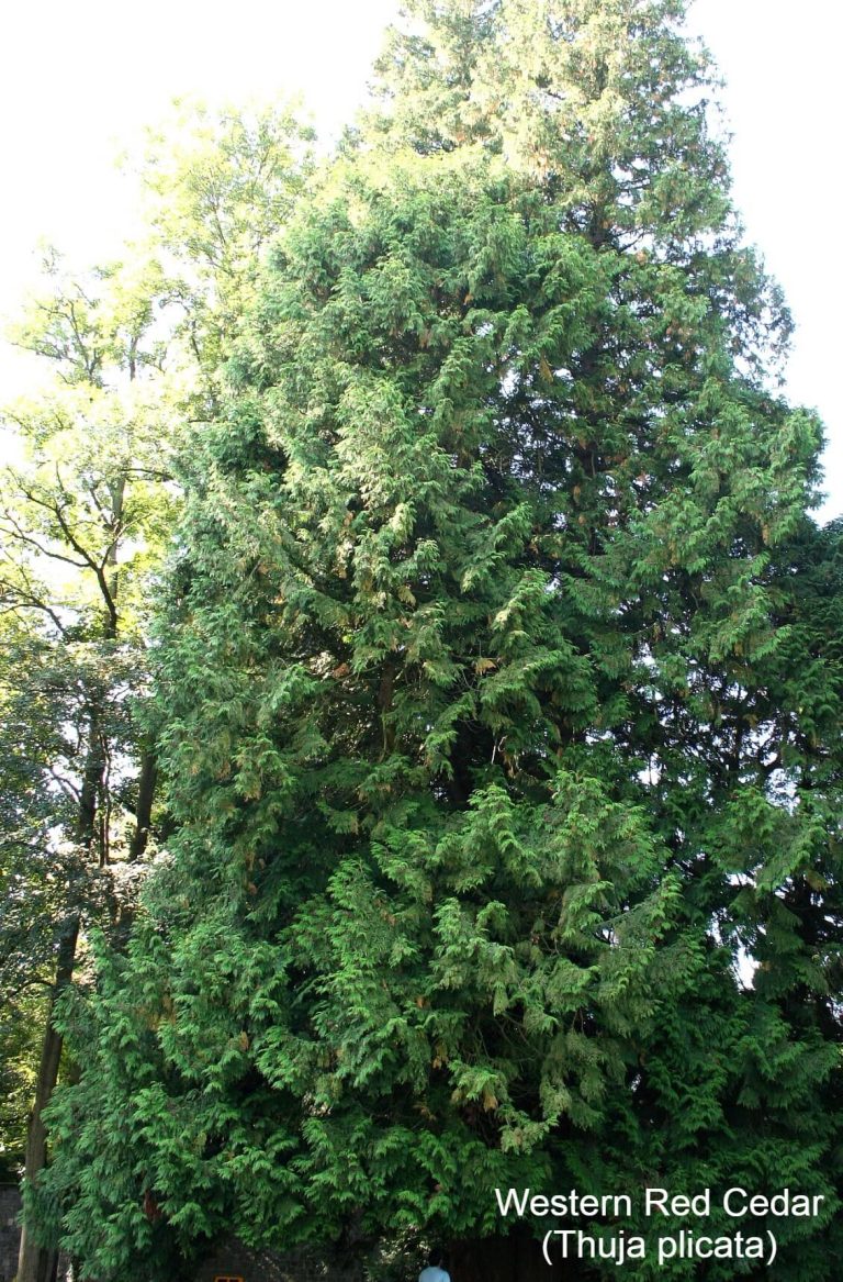 10+ Different Types Of Cedar Trees & Wood With Identification & Pictures
