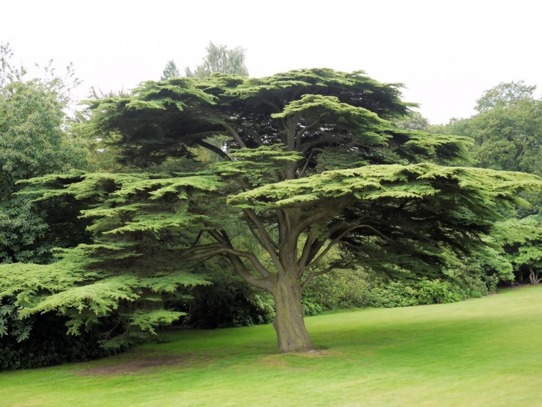 10  Different Types Of Cedar Trees Wood With Identification Pictures