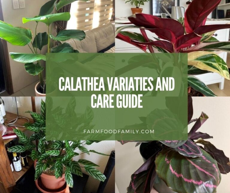 Calathea: Varieties, Growing and Care For Rattlesnake Plant, Zebra Plant
