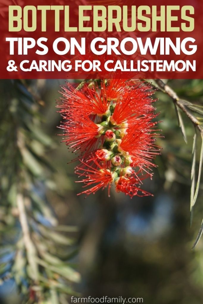 Bottle Brush Tree Varieties, Growing and Caring For Callistemon