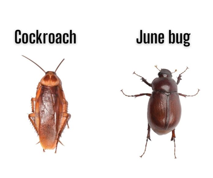 12 Bugs That Look Like Cockroaches But Aren't (With Pictures)